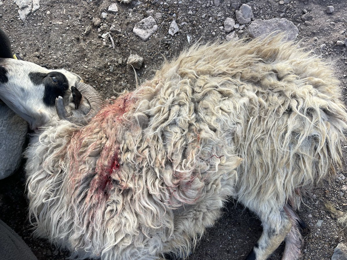 thinles_dorje's tweet photo. Visited Kyamar grazing area of Gya village after a tragic snow leopard attack claimed over 100 livestock.

Met the affected families, expressed solidarity, and assured them that the matter would be strongly taken up with the concerned authorities.

@lg_ladakh @ashishkundra https://t.co/paKo9KnD0j