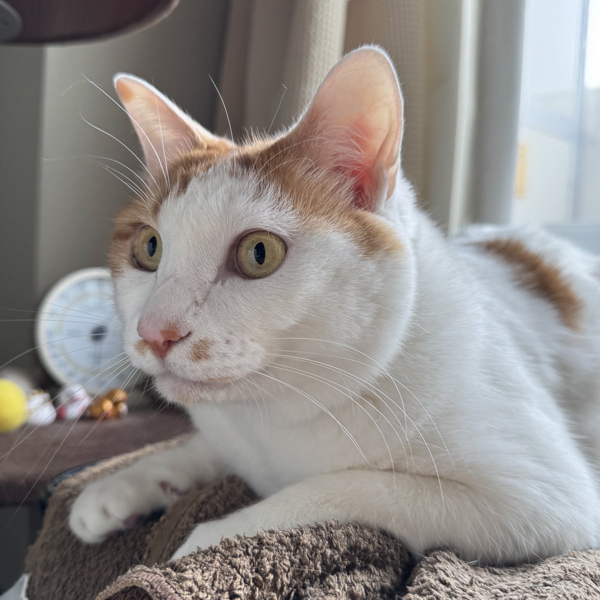 にこちゃんの日常😺✨ tweet media