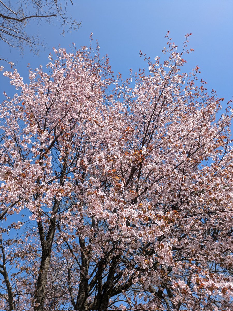 kiyo5000 tweet media