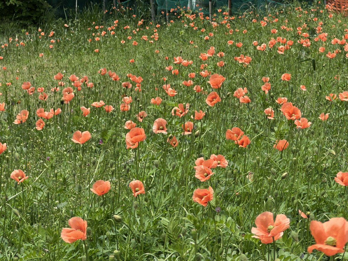 ナガミヒナゲシを「野生のポピー」と呼んでいたのは私だけ？
綺麗に見えますが、他の植物の生育を阻害する成分を根から出す＋強い繁殖力で周囲の生態系に悪影響を与えます。空き地を占領していました。
茎や葉から出る液にはアルカロイドという物質が含まれ、皮膚が弱い人は触れるとかぶれる可能性も。