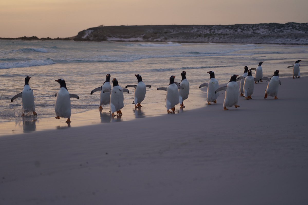 波打ち際のジェンツーペンギンたち。フォークランド。
#世界ペンギンの日