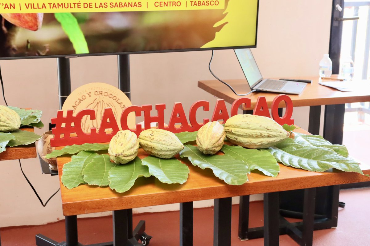 Turismo_Tabasco's tweet photo. Proyectos como #YokolateYokotan, que cuentan con distintivos como “Hecho en México”, “#OrigenTabasco”, “Esencia Tabasco” y el “Distintivo #TurismoComunitario”, fortalecen el desarrollo local y posicionan a Tabasco como referente del turismo cultural y comunitario.®️
📍#CachaCacao https://t.co/pemBXB950D