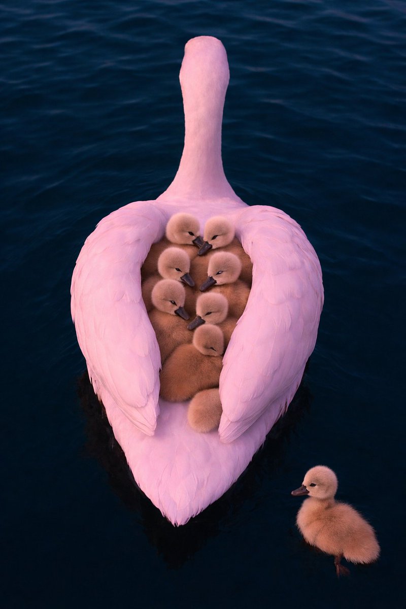 Ibenobodyoflagos❤️ tweet media