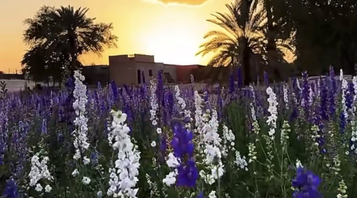 حُلم بنت خالد  tweet media