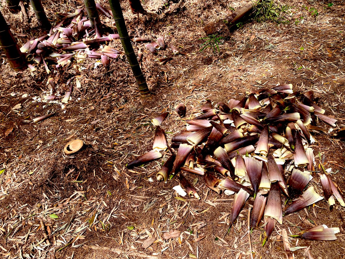 かずきんぐ tweet media