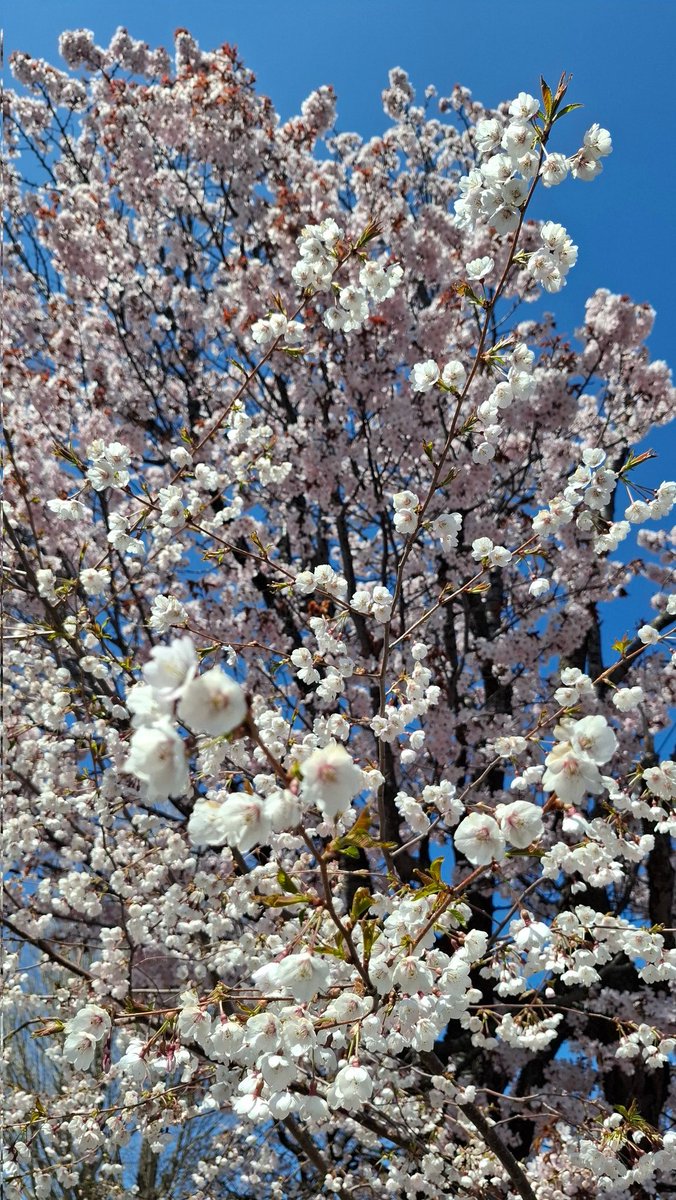 emyu0204's tweet photo. 今日はお花見日より https://t.co/QWZvdlOR3V