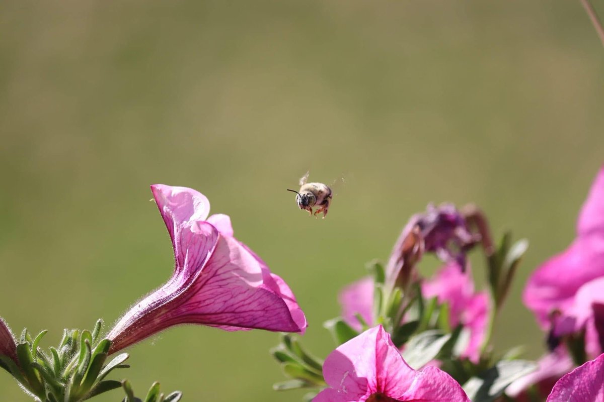 elguerolanchero's tweet image. #misc #archives #pictures 
A little bit of stuff
The little creatures all around us. Enjoy these and have a great weekend . 
Be well be safe and until the next 4 of a kind.