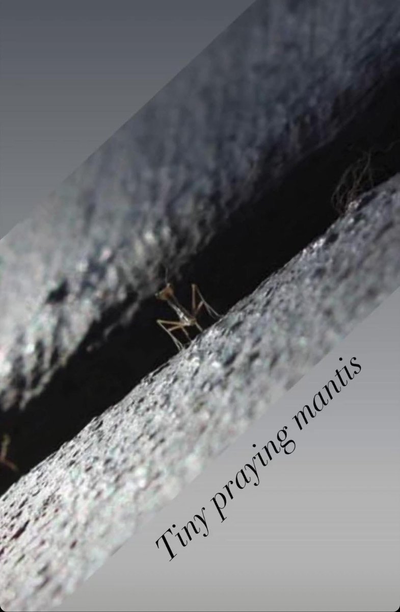 elguerolanchero's tweet image. #misc #archives #pictures 
A little bit of stuff
The little creatures all around us. Enjoy these and have a great weekend . 
Be well be safe and until the next 4 of a kind.