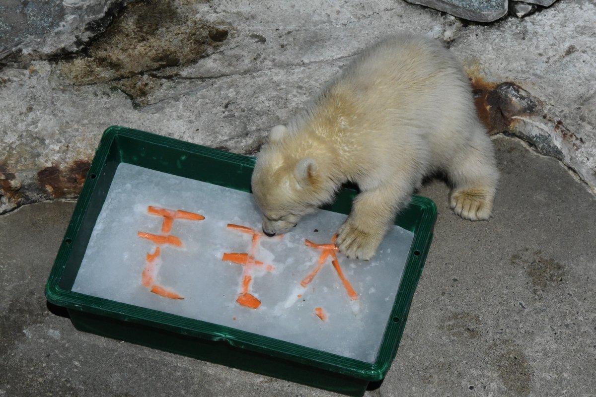 男鹿水族館GAO【公式】 tweet media