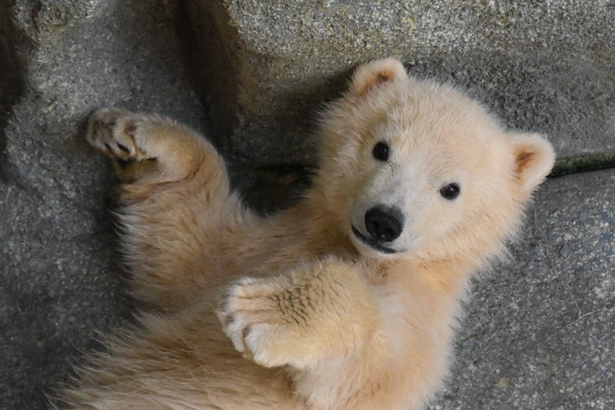 男鹿水族館GAO【公式】 tweet media