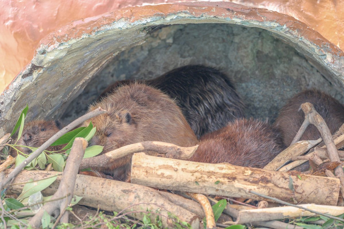 パネルの人 tweet media