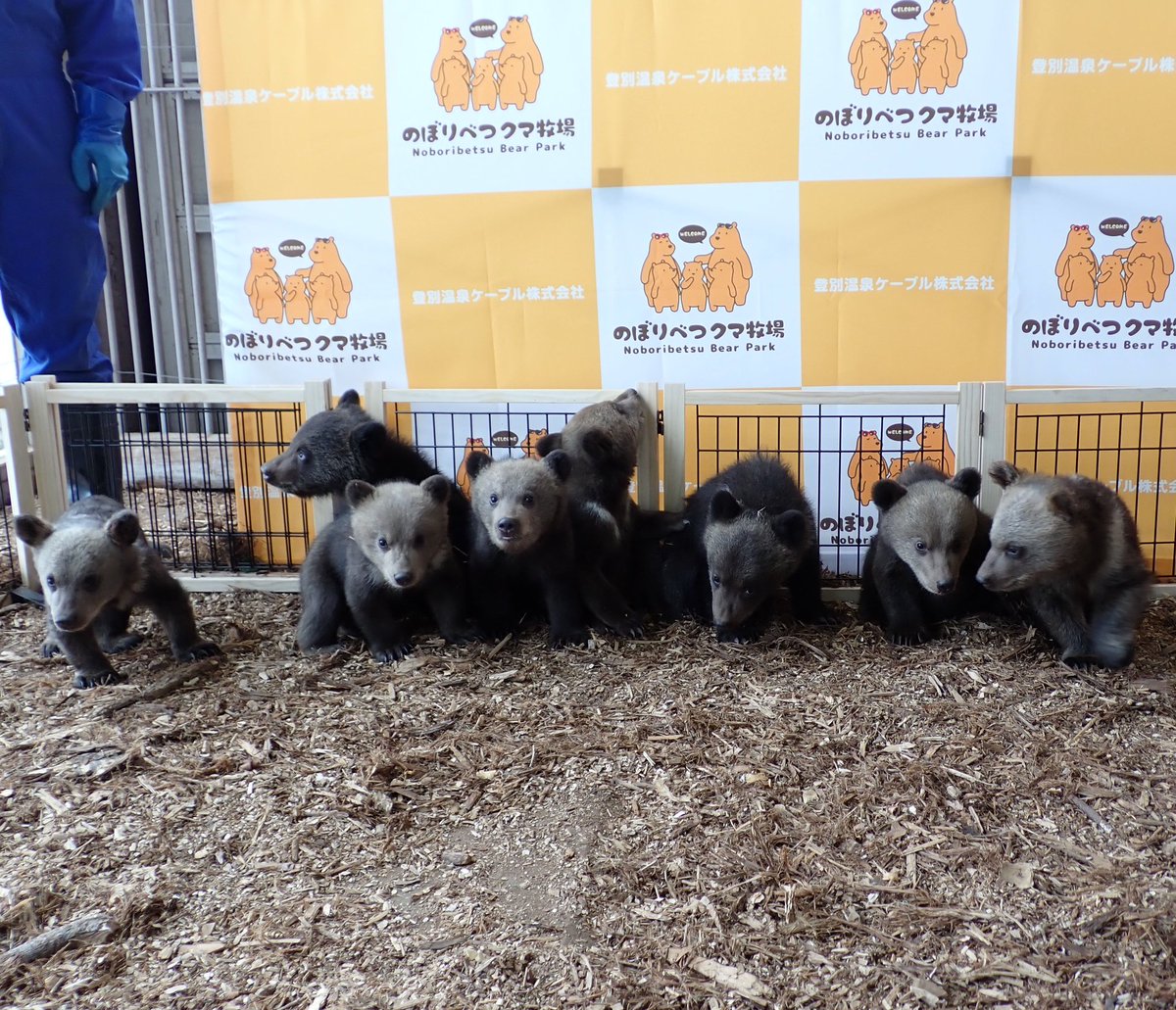 のぼりべつクマ牧場 公式 tweet media