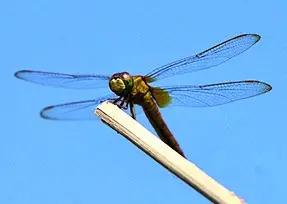 TOI Editor tweet media