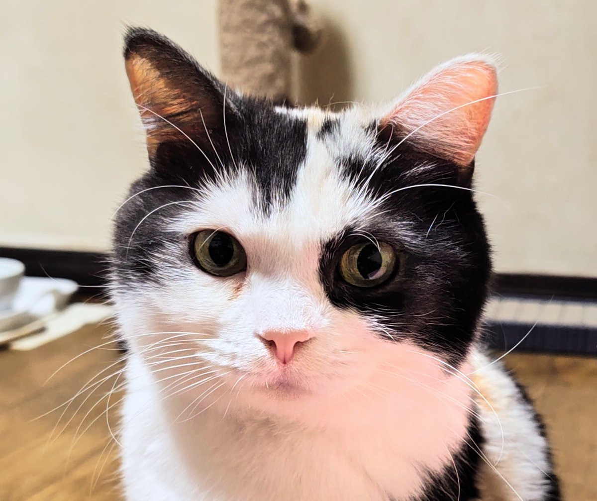 ♡愛ぴょん様ご確認♡ ウチのみんちゃんは8月27日生まれなので乙女座ですっ！(⁠ ⁠ꈍ⁠ᴗ⁠ꈍ