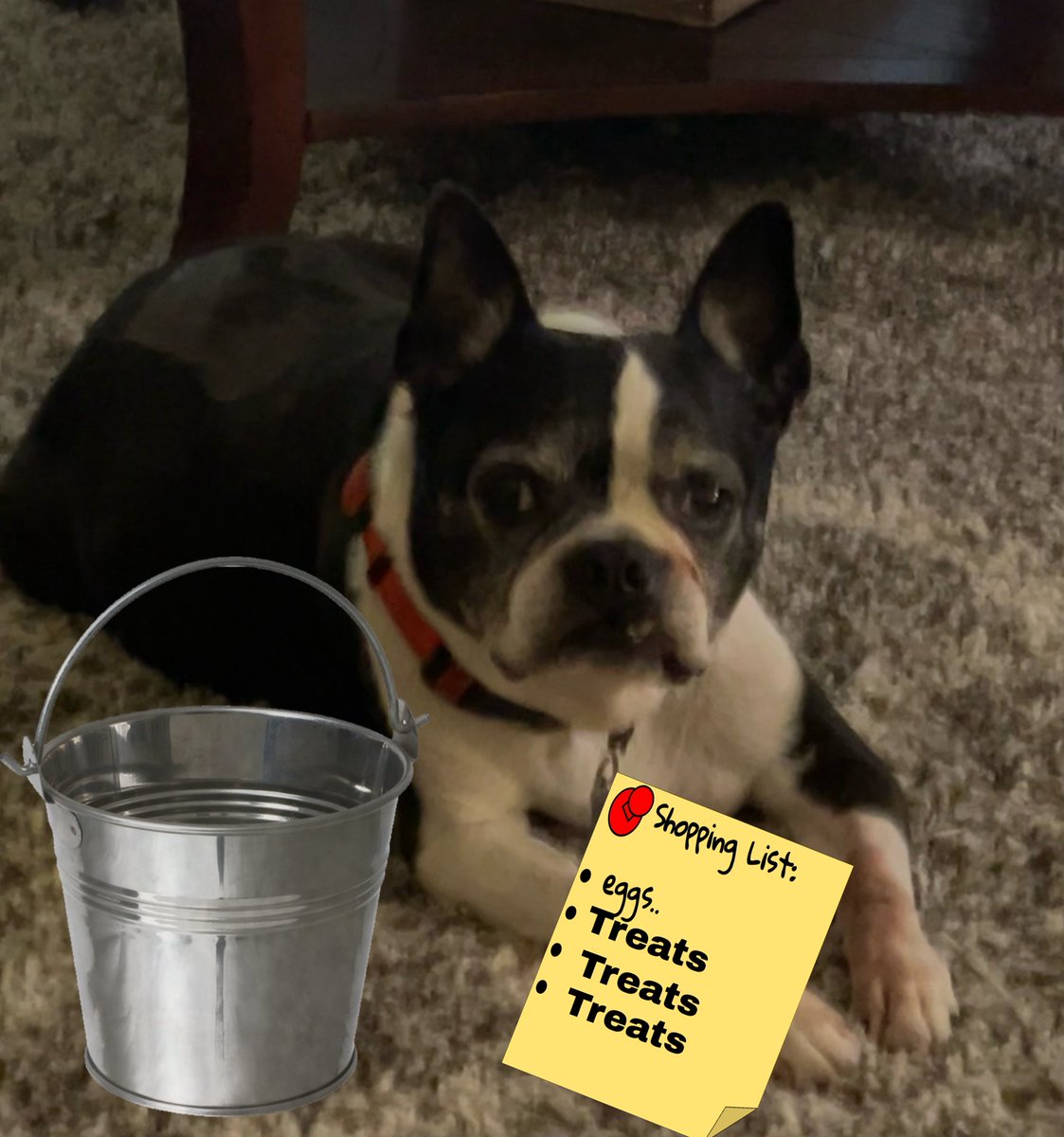 WonderWilbur's tweet image. I have a bucket &amp;amp; a list. What is next? 
-Wilbur 
Day 24
#BucketList
#PostAFavPic4VioletApr26