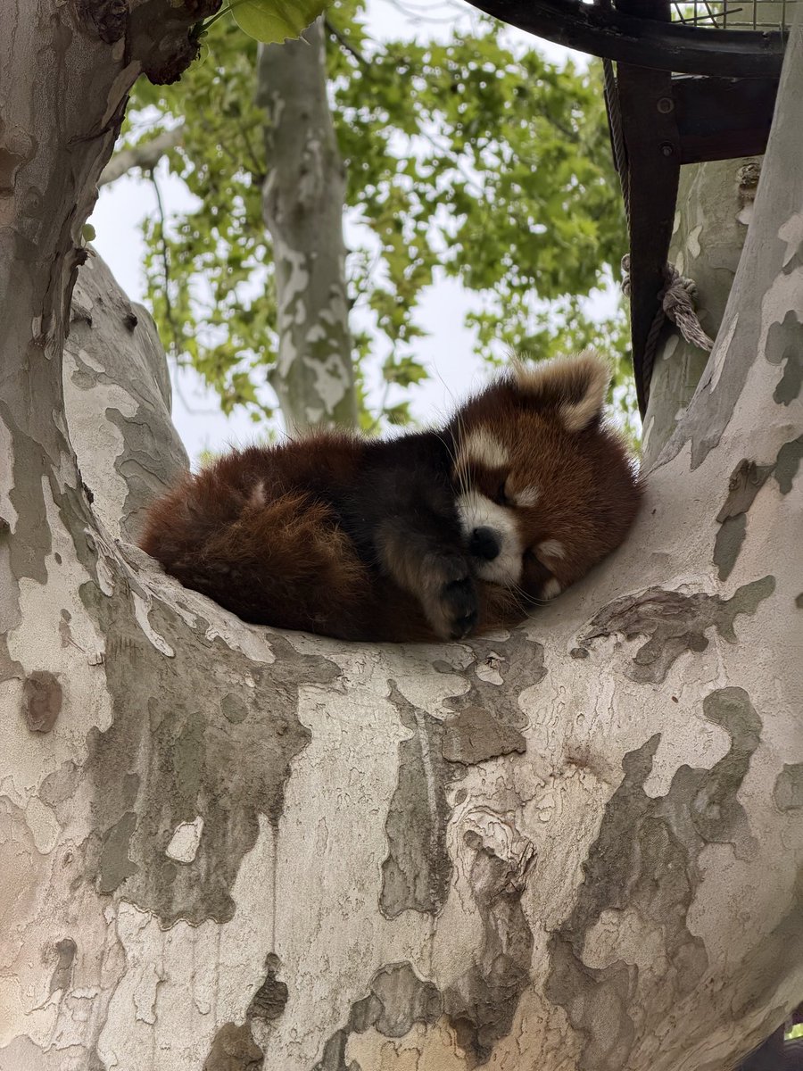 LiamJBeckett's tweet photo. Shanghai 2026 https://t.co/ppmfgbJgdH