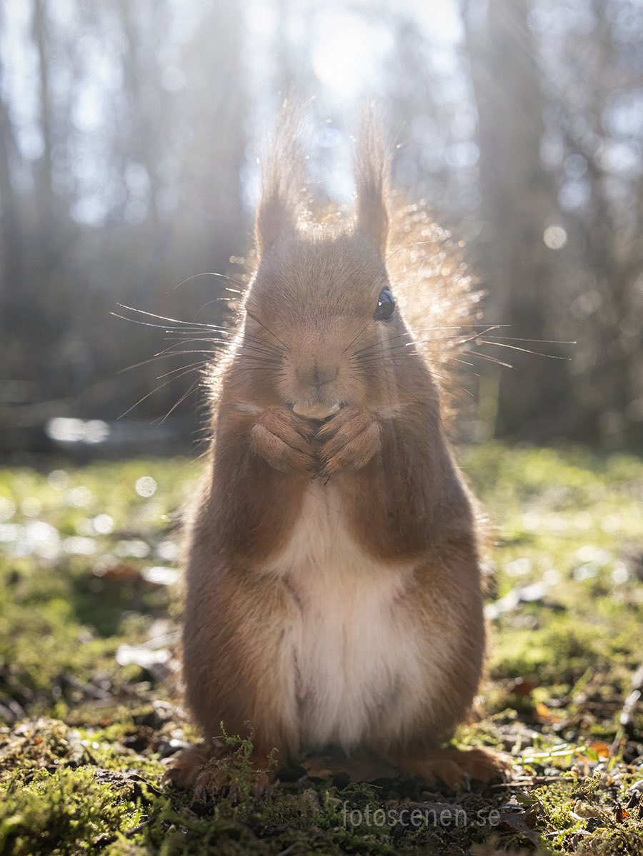 Squirrels by Fotoscenen tweet media