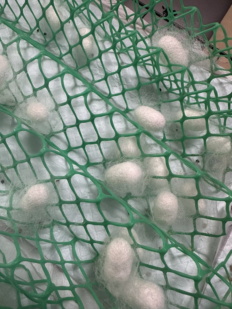 アブサラとし子（中野とし子）編み物で幸せになる！ tweet media