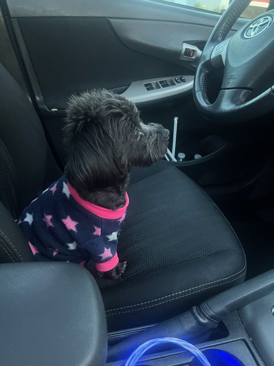 FlennoyKevin's tweet image. Spice went for a car 🚗 ride this week. #Spice #ItsSpice #Yorkiepoo