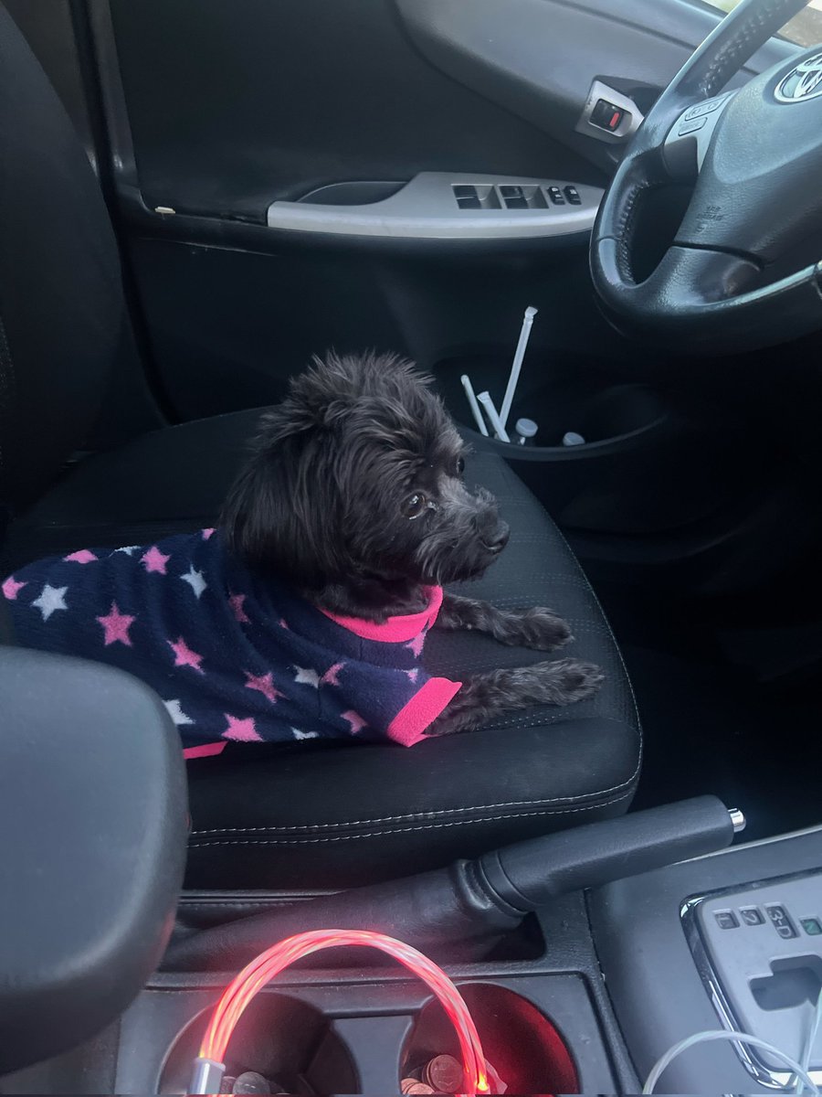 FlennoyKevin's tweet image. Spice went for a car 🚗 ride this week. #Spice #ItsSpice #Yorkiepoo