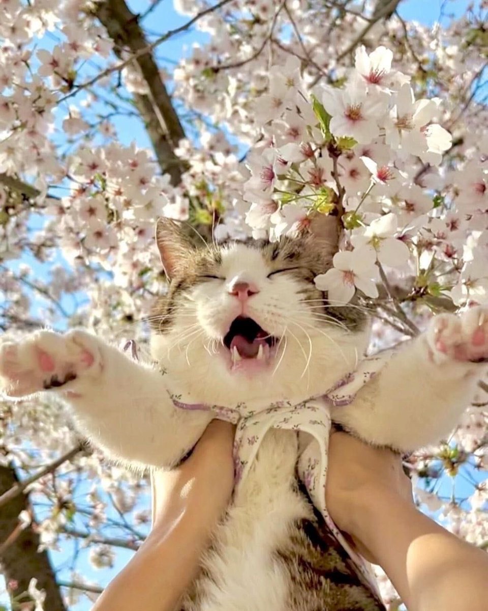 blossom. tweet media