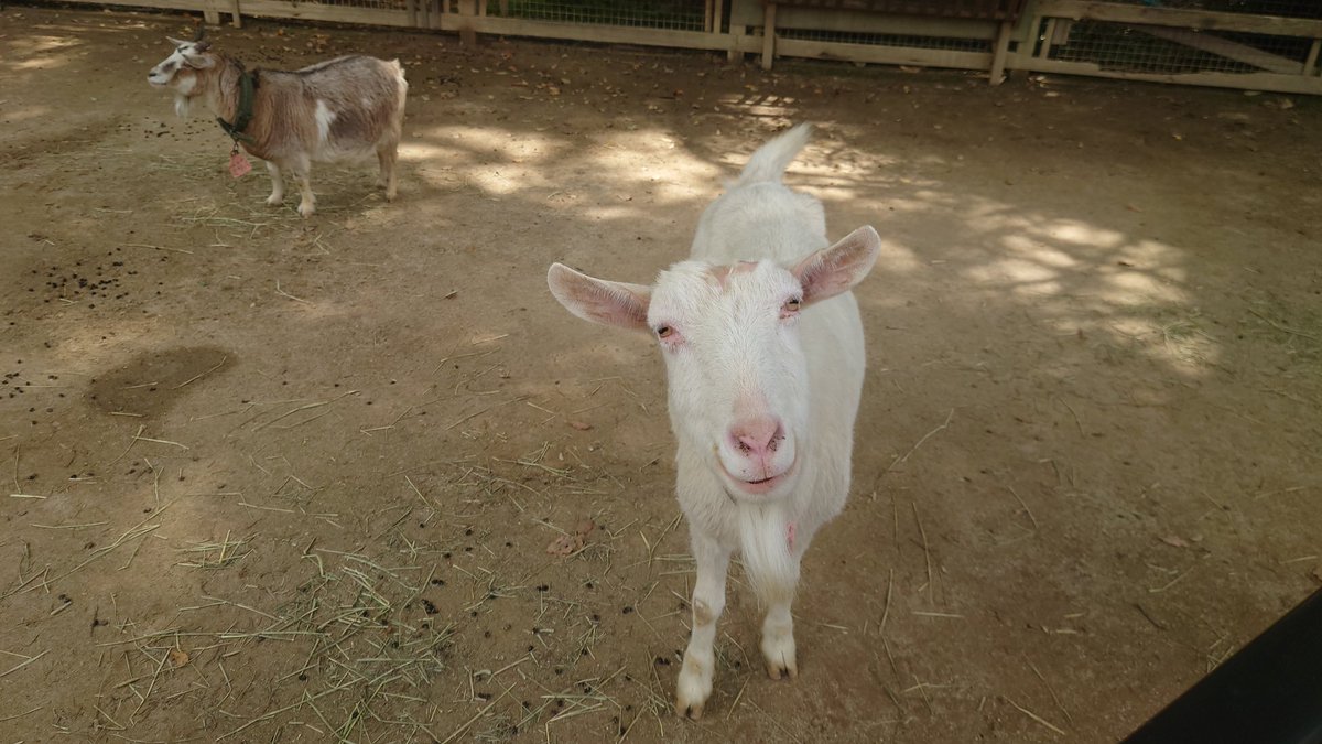3ay92toshi's tweet photo. 天気が良く、気候も涼しく過ごしやすいので動物園にきました。ヤギやヒツジ（sheep
）も元気にいます。
プリプリ可愛い！ https://t.co/DzfYHFqjzV
