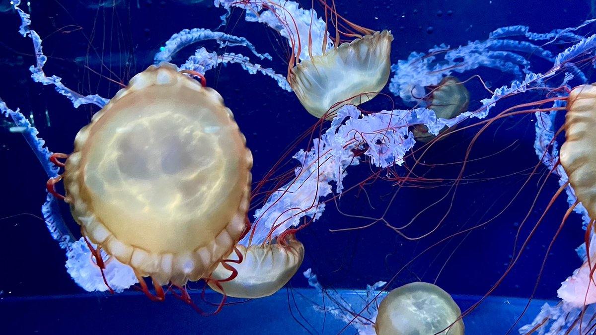 ゆあ🪼 tweet media