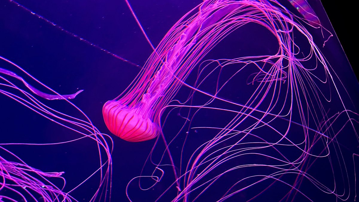 ゆあ🪼 tweet media