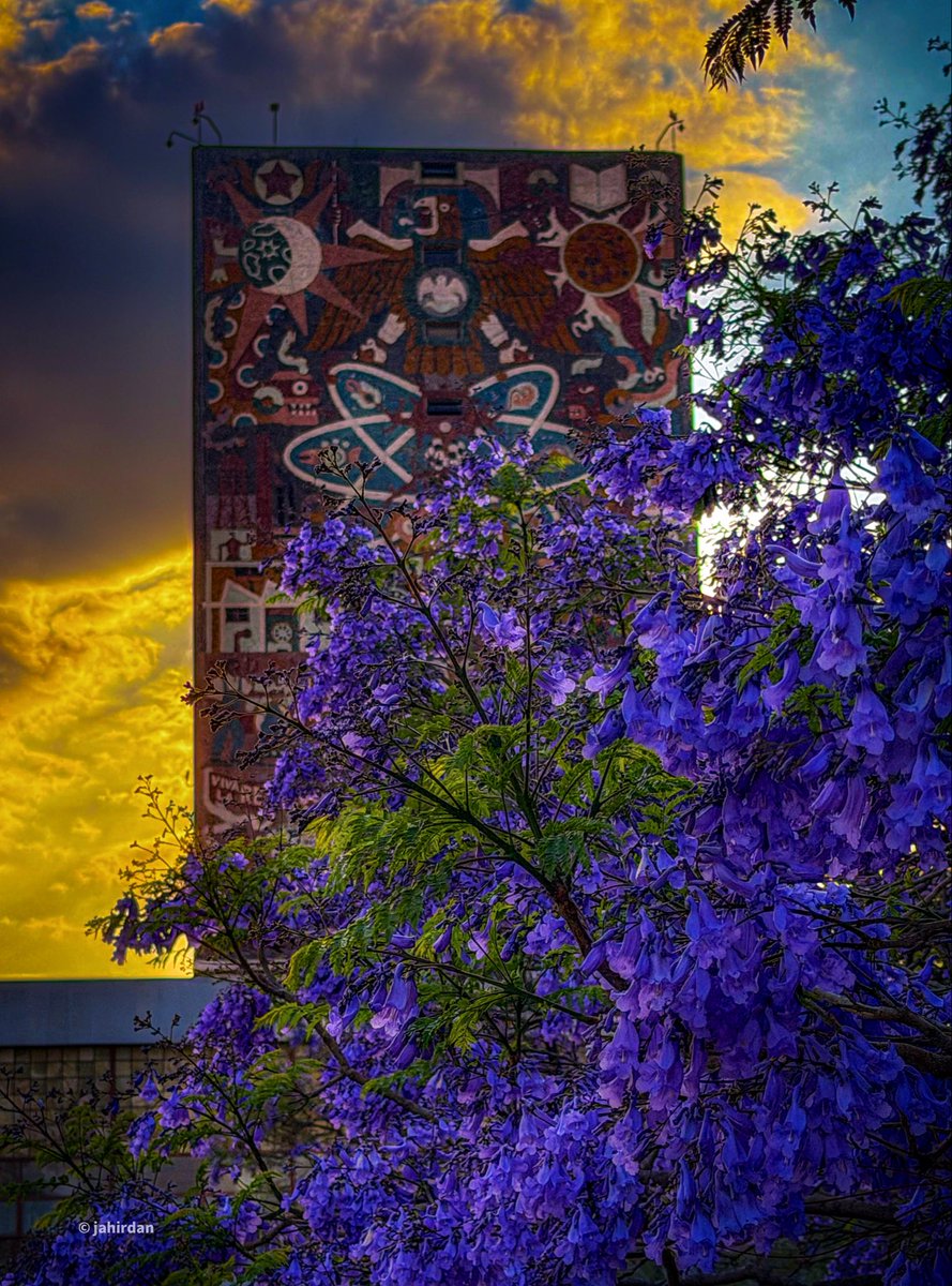 Jacarandas después de la lluvia… 💜💛 #UNAM #CDMX #Mexico