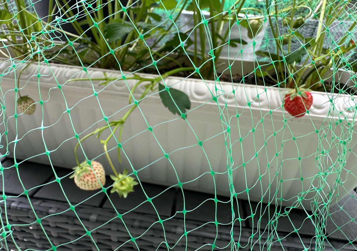 赚_LCat tweet media