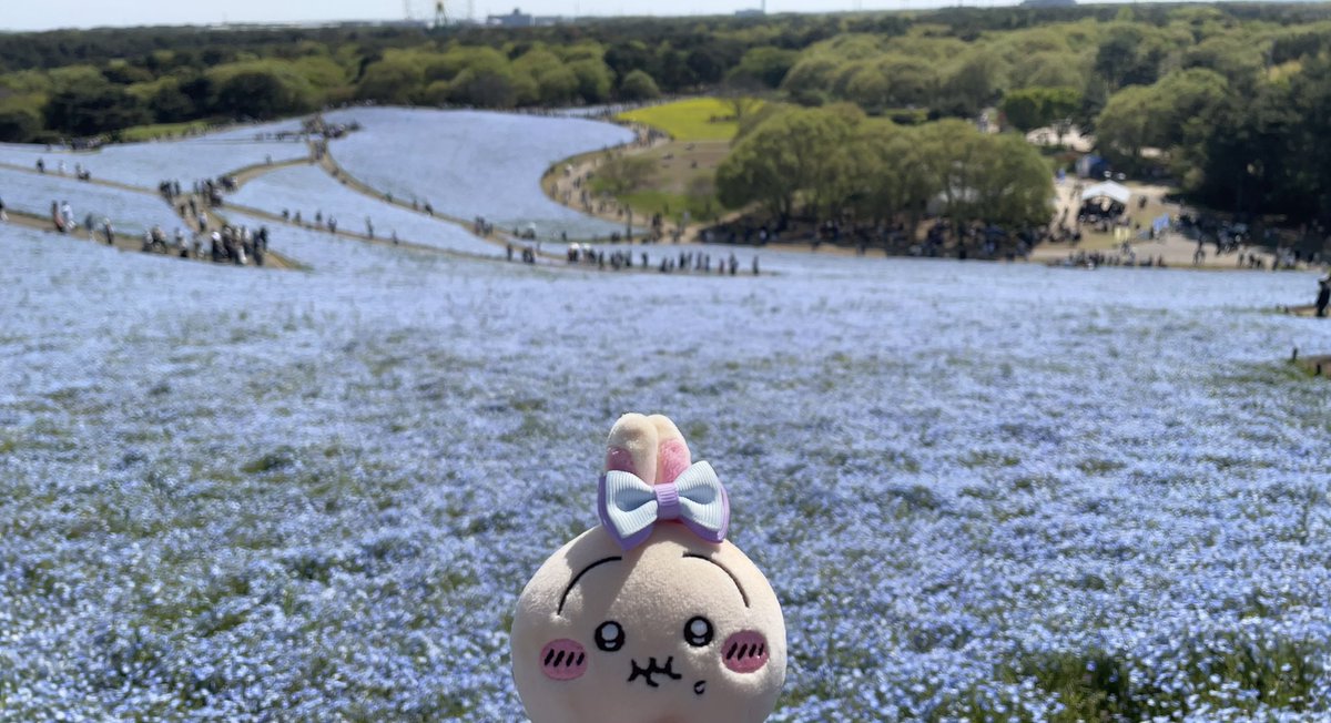 himemoriluna's tweet photo. ネモフィラとチューリップ(・o・🍬) https://t.co/s0dtvCsl5v