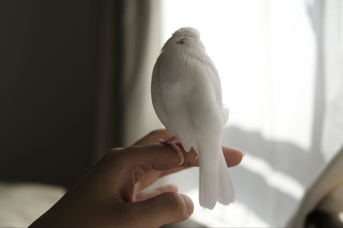 buncho_to's tweet photo. 今日もまばゆい https://t.co/tfzKsoVamP