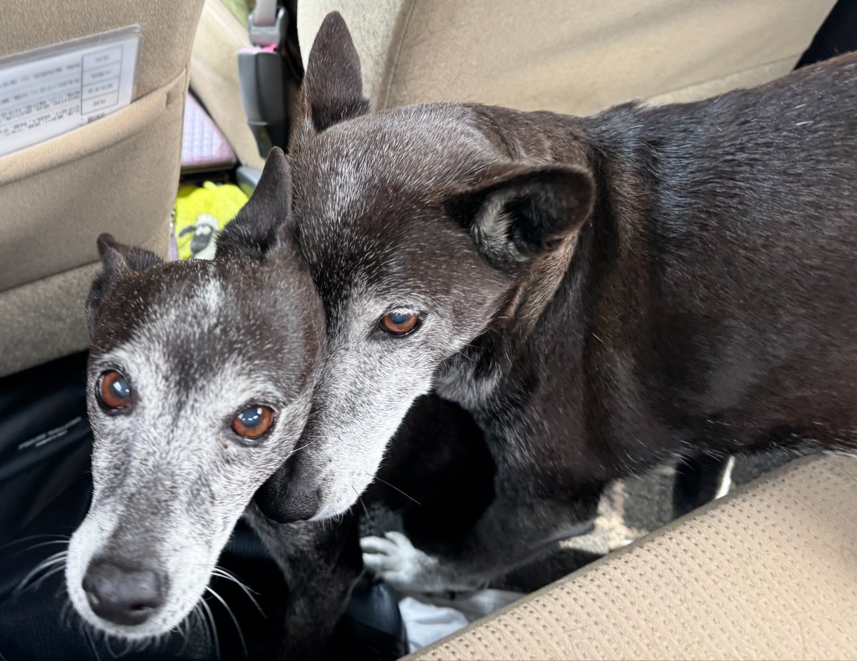 えーみる tweet media