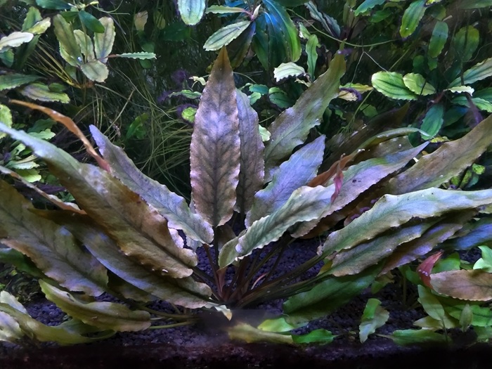 クリプトコリネ ベケッティ(スリーパドマ)。 何度目かの掲載ですが植え