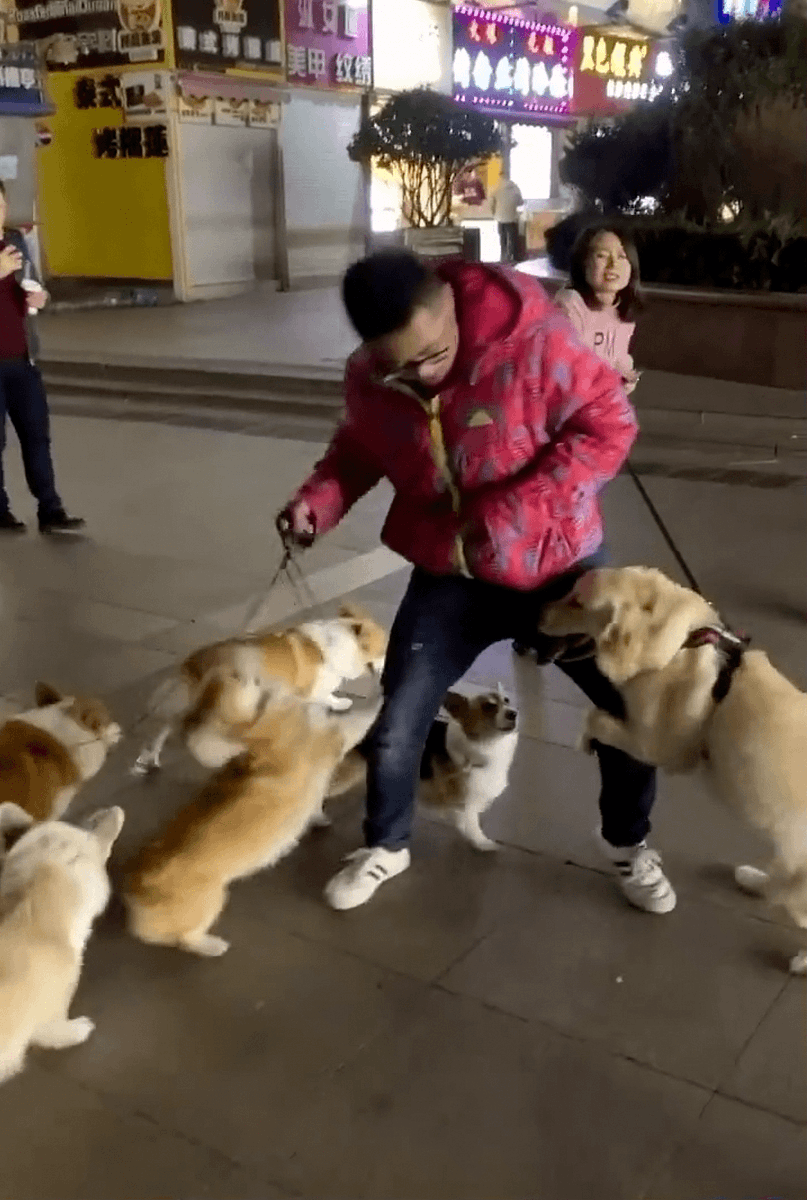 Nion94715673's tweet image. "No bad days when there’s a wagging tail waiting at the door  #PetLove #FurFriend"