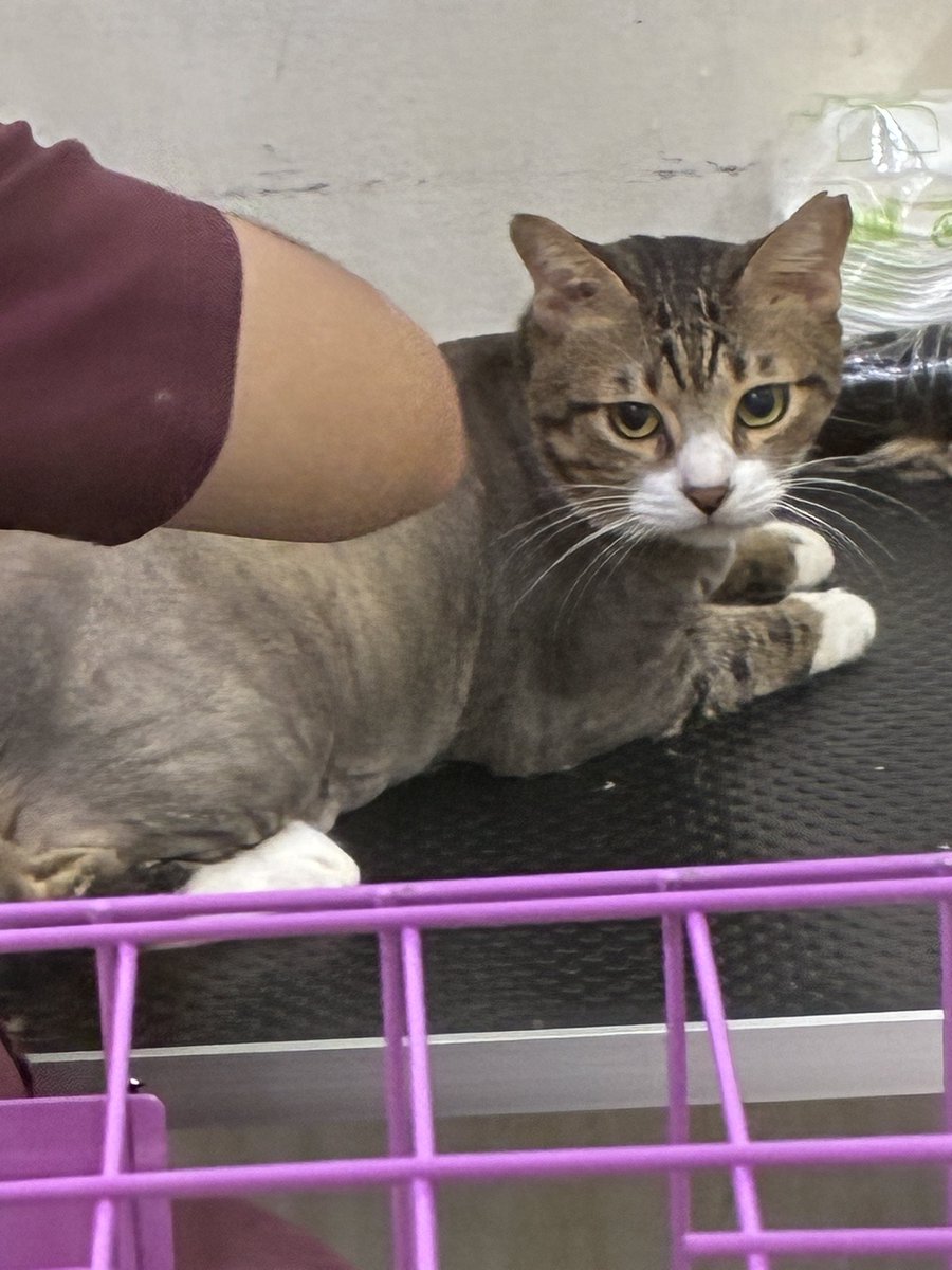 Momo and other cats 🐱 tweet media