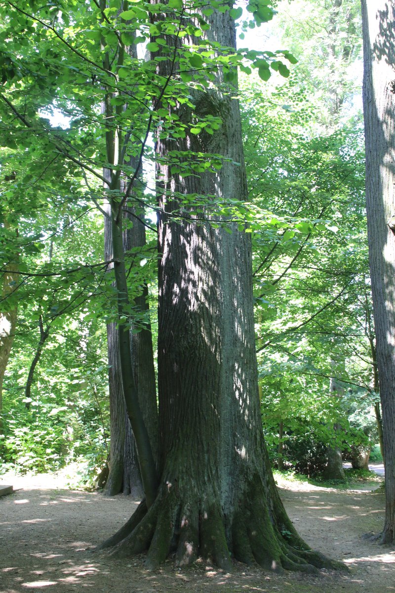 Adam Treeshepherd Rutsch tweet media