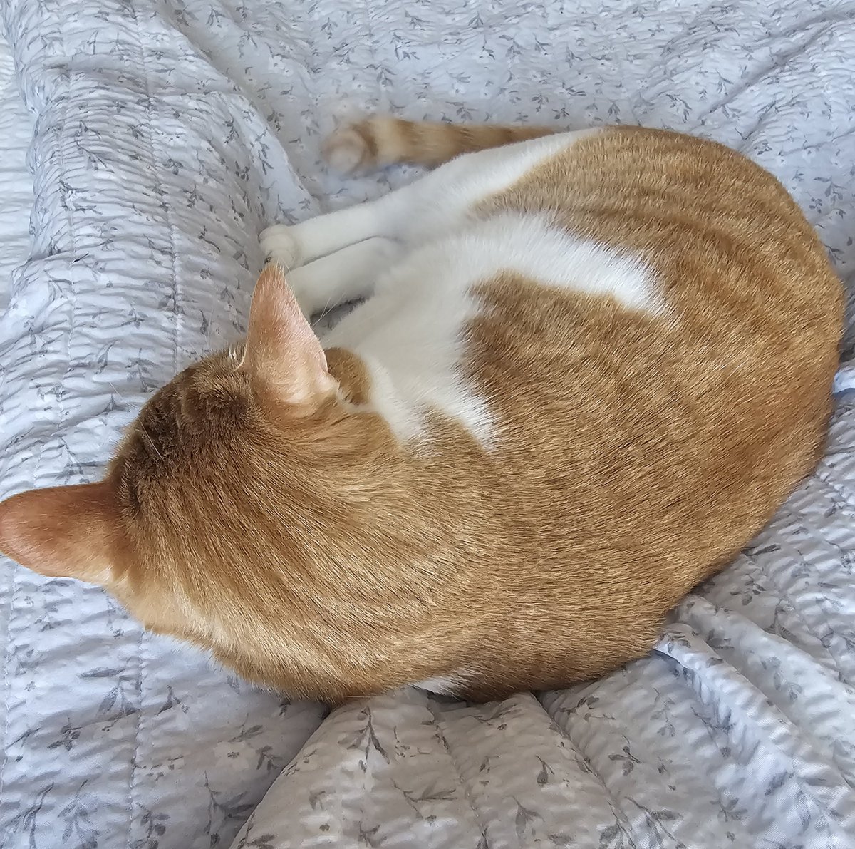 16일만에 상봉ㅠㅠ 첨에는 냄새만 맡고 내외하더니 익숙한 잠옷으로 갈아입으니까 우엥우엥하고 안겨도 주고 다리사이에 와서 주무심 나는 행복합니다ㅠㅠㅠㅠ