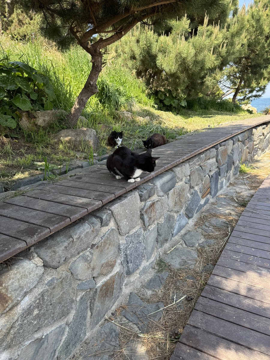 그랜드 챔피언 SAM (D1) tweet media