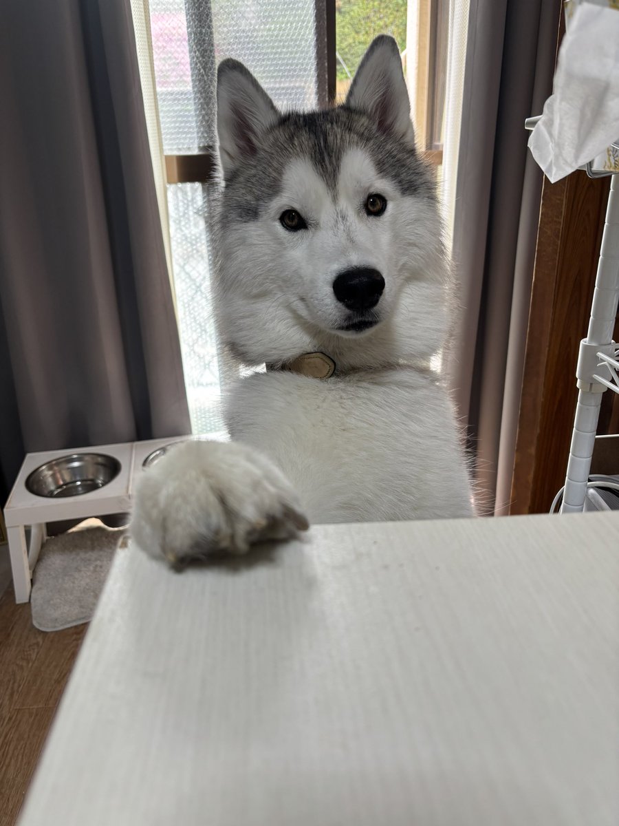 ガブちゃん tweet media