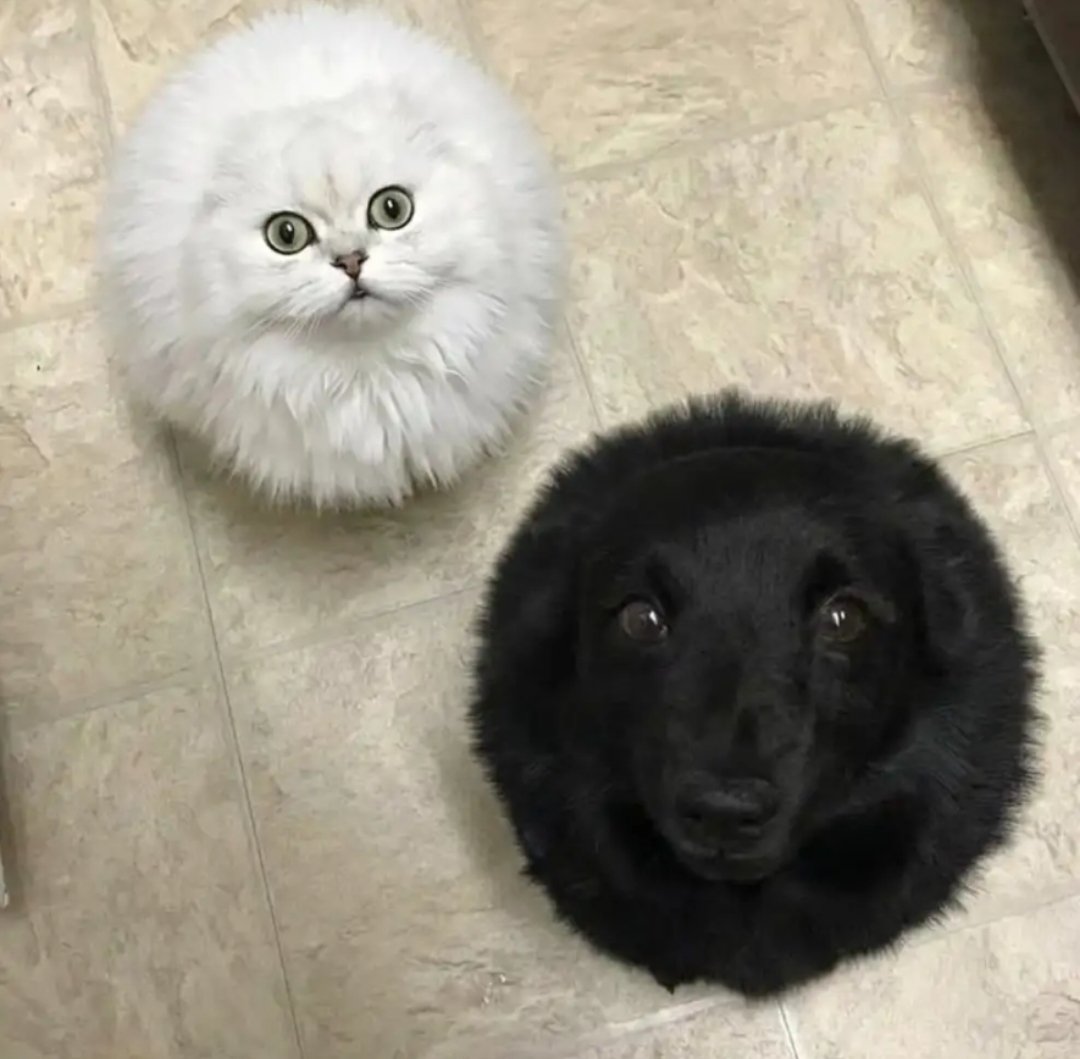 Sayan Biswas tweet media