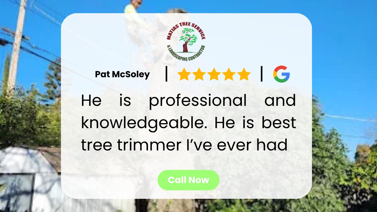 MatiasTree0's tweet image. The Best Tree Trimmer I’ve Ever Had — Professional &amp;amp; Knowledgeable!

Pat says Matias Tree Service and Landscape is the best tree trimmer he’s ever had. Professional, knowledgeable, and focused on doing the job right every time.

#TreeService #TreeExperts