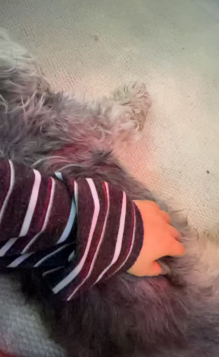 kaesmth's tweet photo. Please help Cherry, the most wonderful dog in the world who is really suffering at the moment: #小程序://它它筹/UA2c4XEaVaFPfzn https://t.co/Td6uCgS736