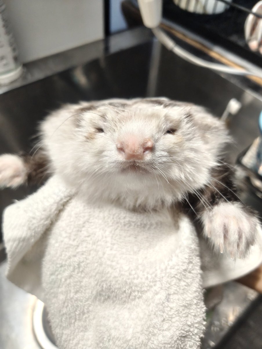 Q-dot@5/10アニマルEXPO/にょろりんず🦦 tweet media