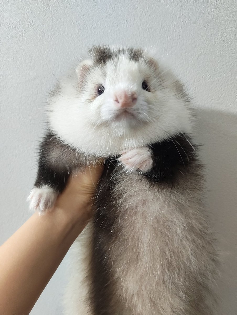 Q-dot@5/10アニマルEXPO/にょろりんず🦦 tweet media