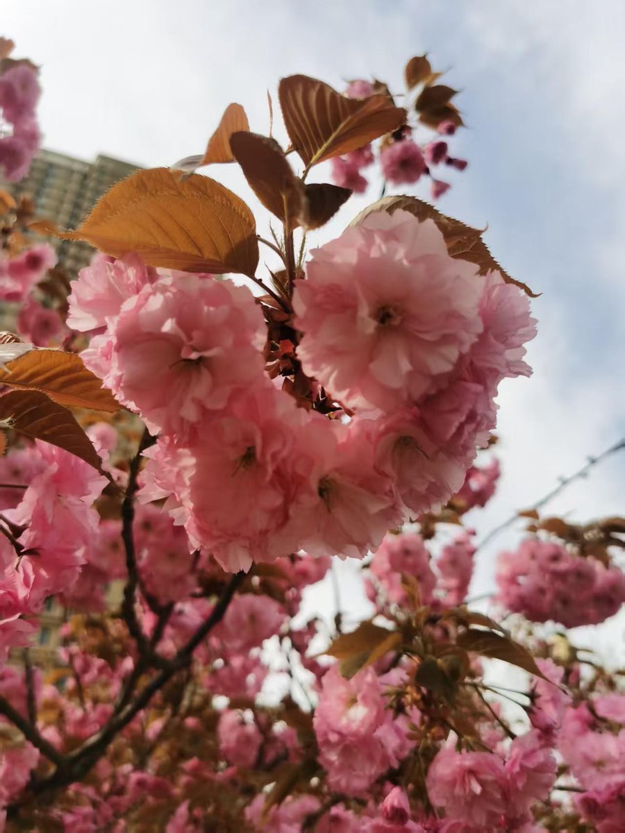 Blueberry8286's tweet photo. 好久没出门，今天被这些粉嫩嫩的桃花治愈了呢，风一吹就轻轻的晃呀晃，粉的刚刚好，春天悄悄的来了，不张扬。粉粉的像甜甜的恋爱~~ https://t.co/Z9vqgkhu0m