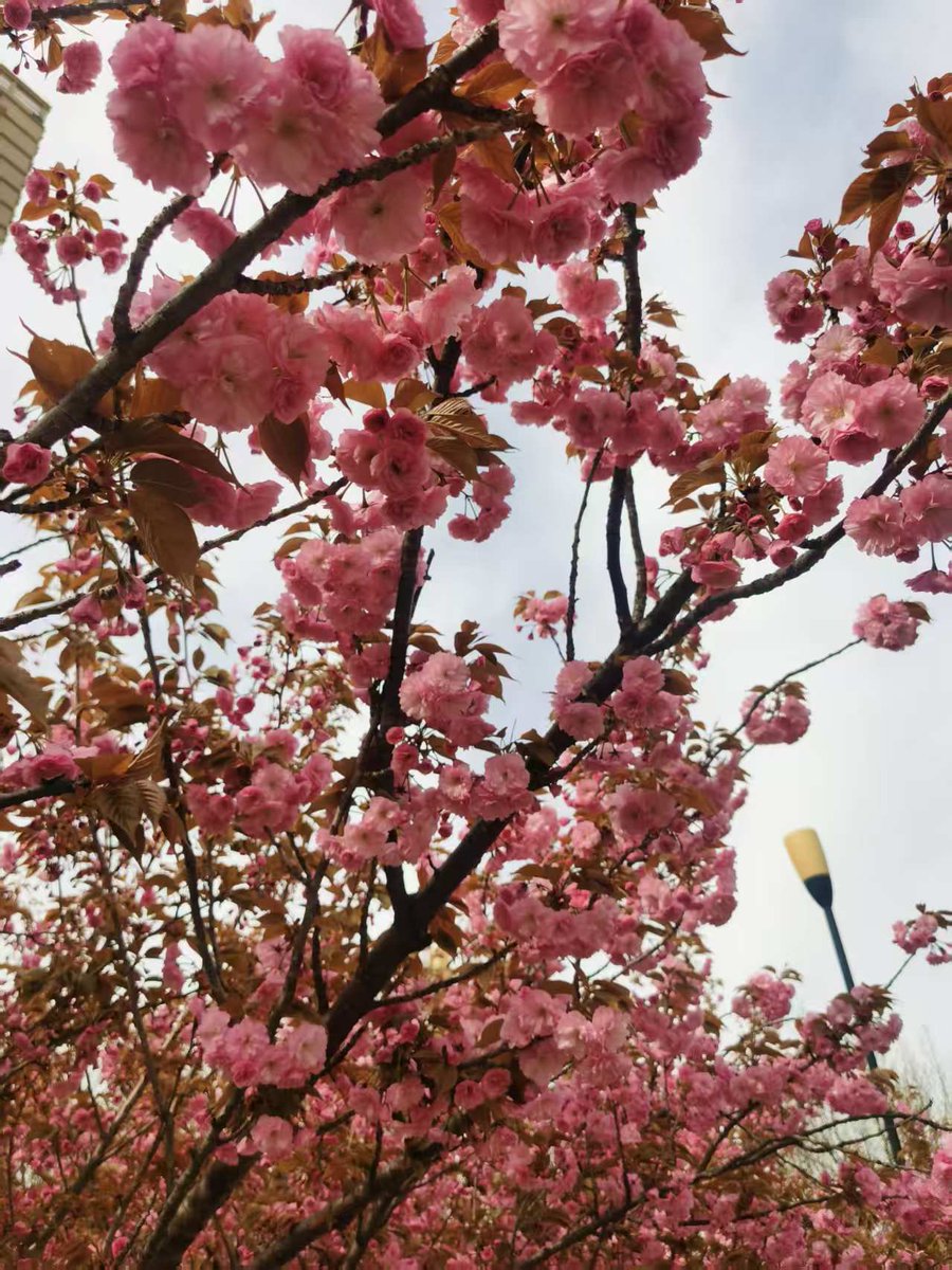 Blueberry8286's tweet photo. 好久没出门，今天被这些粉嫩嫩的桃花治愈了呢，风一吹就轻轻的晃呀晃，粉的刚刚好，春天悄悄的来了，不张扬。粉粉的像甜甜的恋爱~~ https://t.co/Z9vqgkhu0m