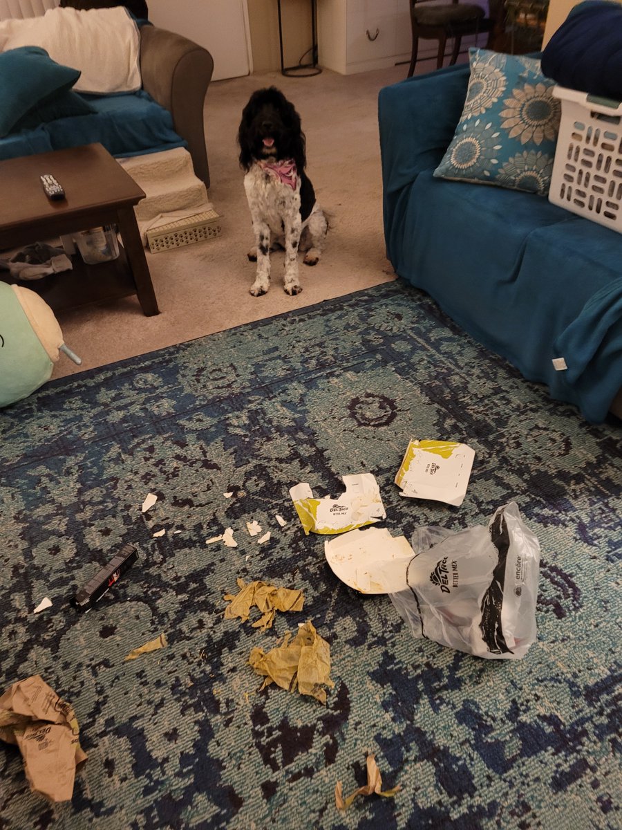 DaisyRainLuna's tweet image. Look, you told me to stay outta your stuff. You made no mention of the trash by the door. This is considered abandoned property, SO, not your stuff anymore. I was just helping with the recycling ♻️ . @albers75 
#RecyclingMonster
#PoorMom
#dogsoftwitter
