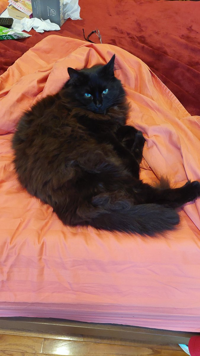 meowgames2024's tweet image. "A special guest: Mr. Mink! 🐈

Thank you @charbennardo! We did our best to recreate him, though capturing his signature fluff and stunning blue eyes was a challenge for our system. He's simply one of a kind! 🌟"
#Cats #CozyGames #IndieDev #CatLovers