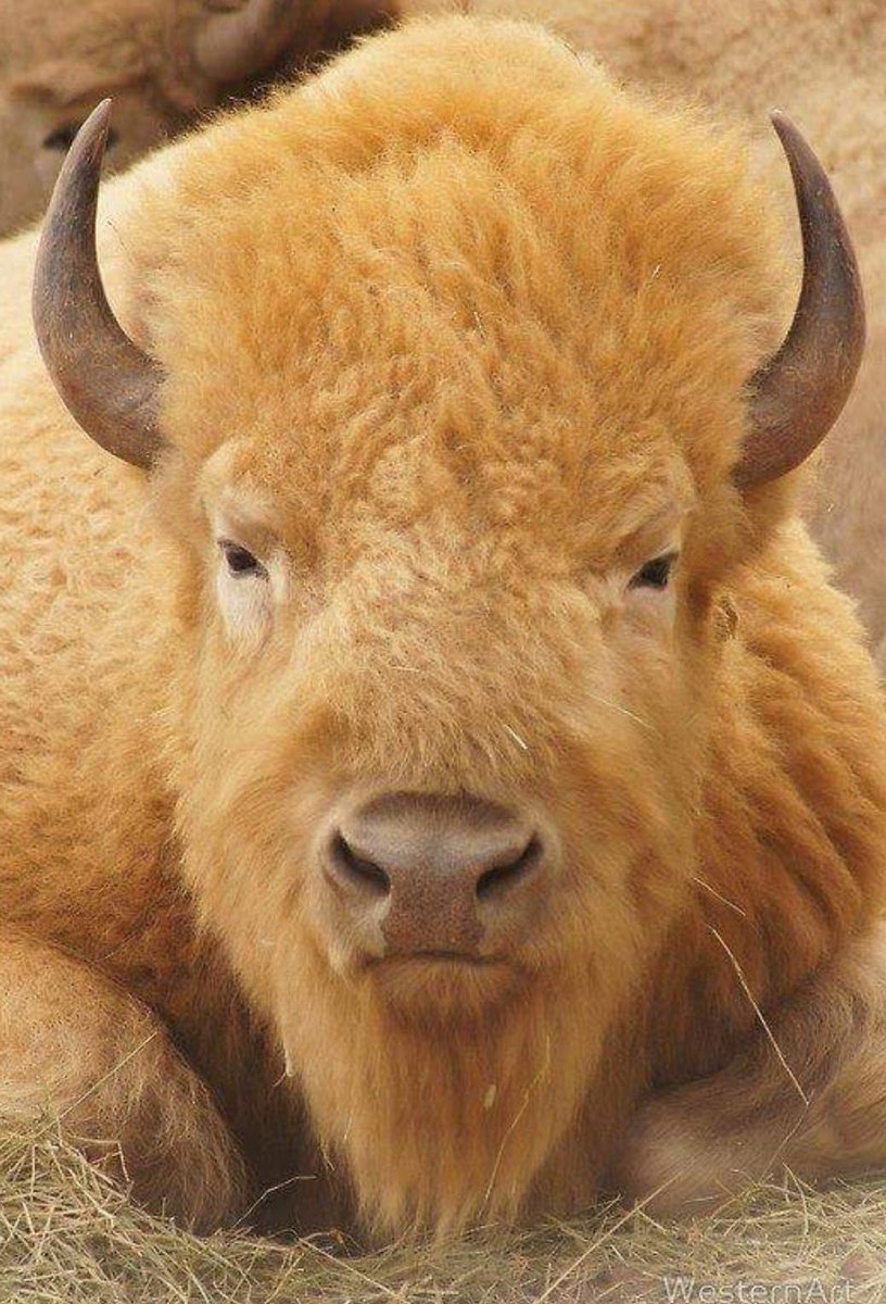 MildTBI's tweet image. Yes, Bison 🦬 strong! 
#TheBisonProject became The Bison 🦬 Foundation, a 501c3 helping survivors of #TBI #CTE #concussion #PTSD and other forms of trauma. Bison are fiercely independent but in a herd, thick-skinned, uncontainable, indomitable.
I wish you success with your book!
